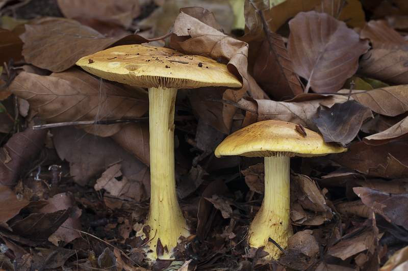 Cortinarius splendens var. splendens